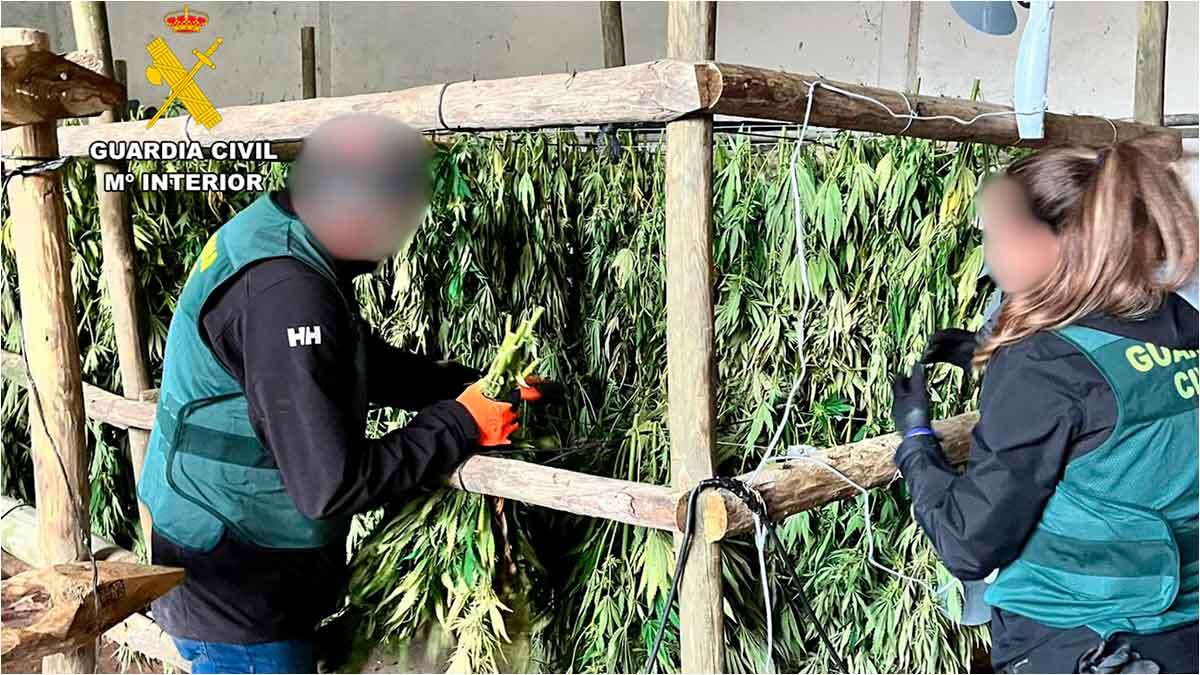 marihuana-biel