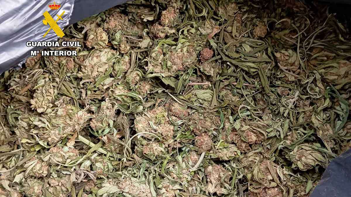 incautacion-gc-fayon-marihuana
