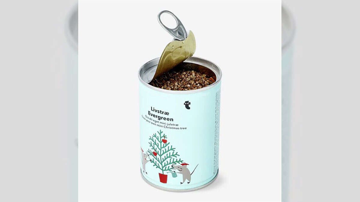 cultivar-árbol-navidad