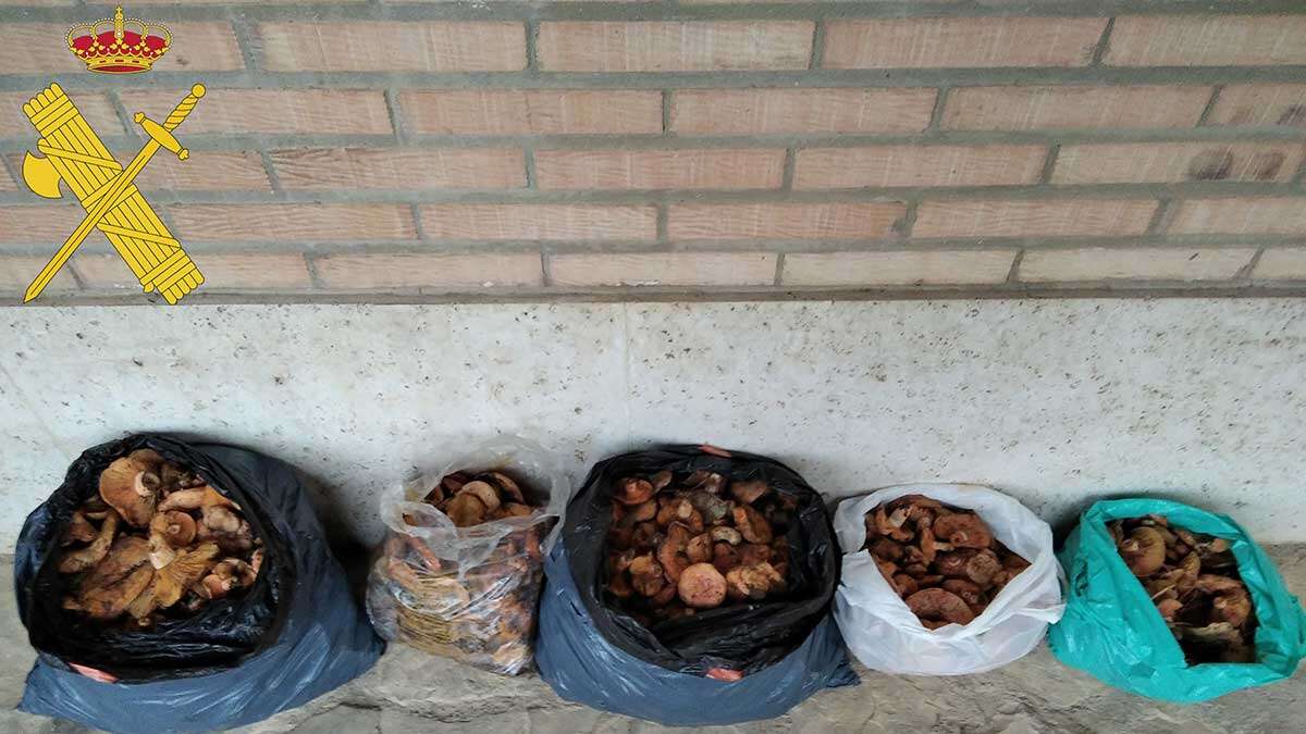 Un segundo control de la Guardia Civil de Teruel descubrió otros 21,1 kilos de níscalos