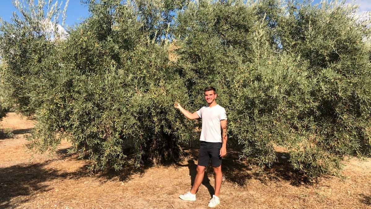 apadrina-un-olivo-oliete