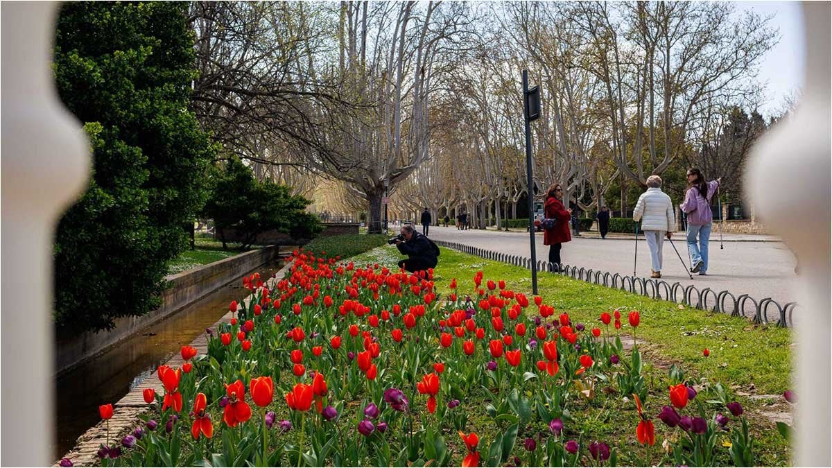 tulipanes-parque-grande-2