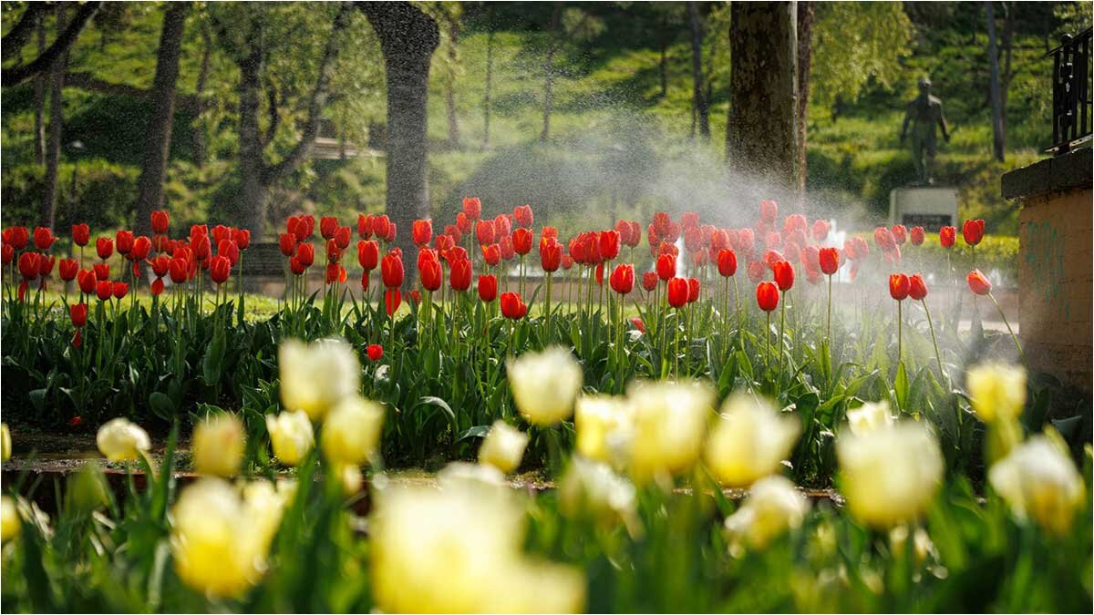 parque-grande-tulipanes