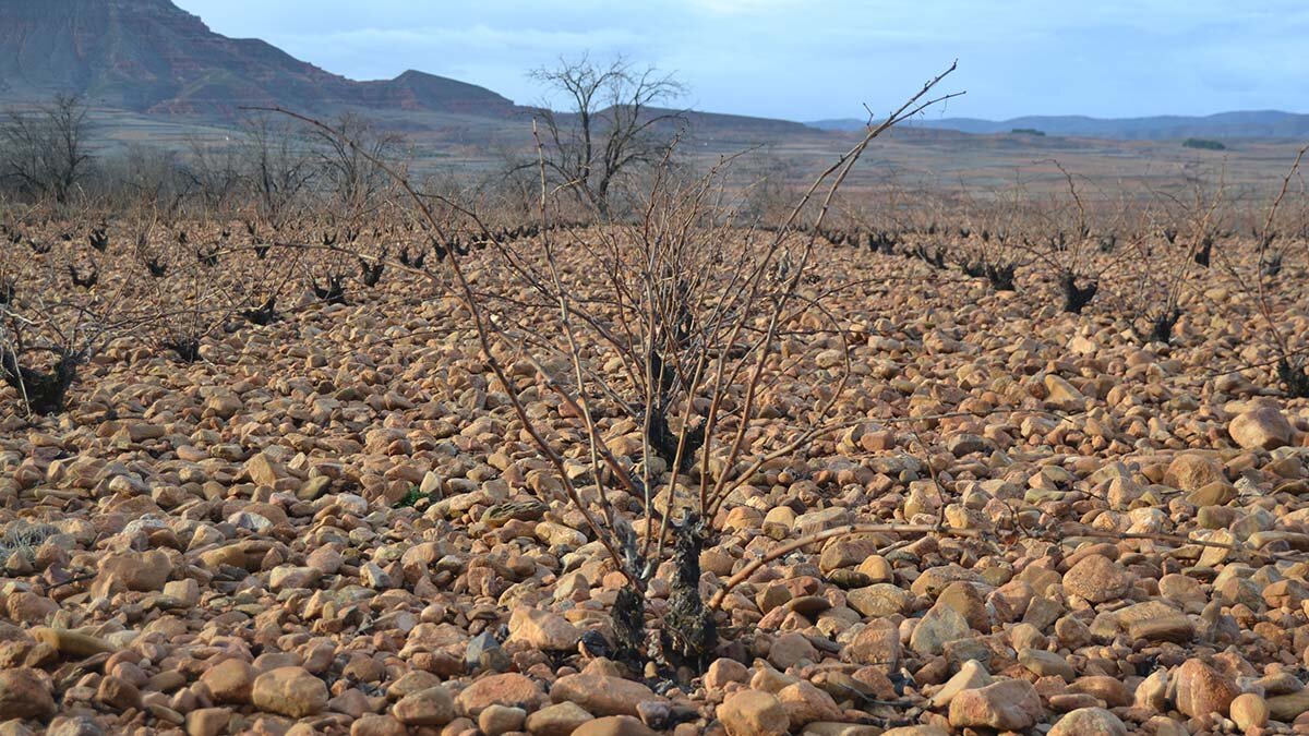 garnacha