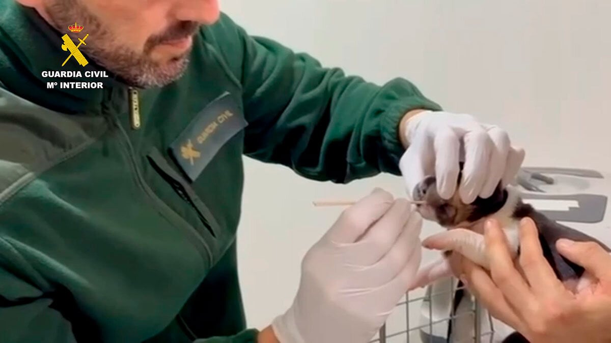 Los cachorros de perro, con apenas dos o tres días de vida, fueron trasladados a un veterinario en Alcañiz.