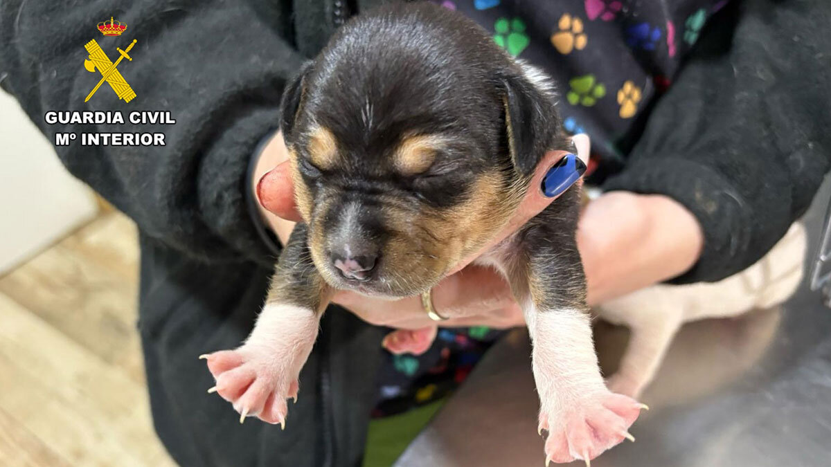 cachorros_abandonados_3