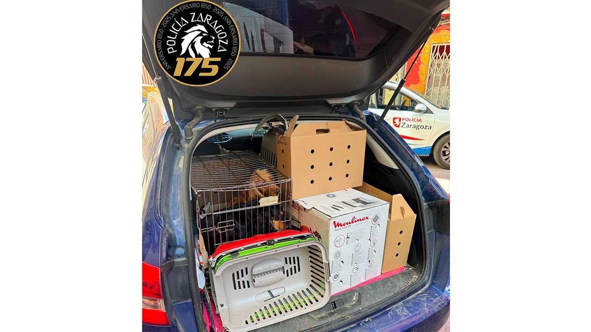 La Policía Local presenció la venta ilegal de un Husky y después descubrió un vehículo con diez más cachorros más hacinados.
