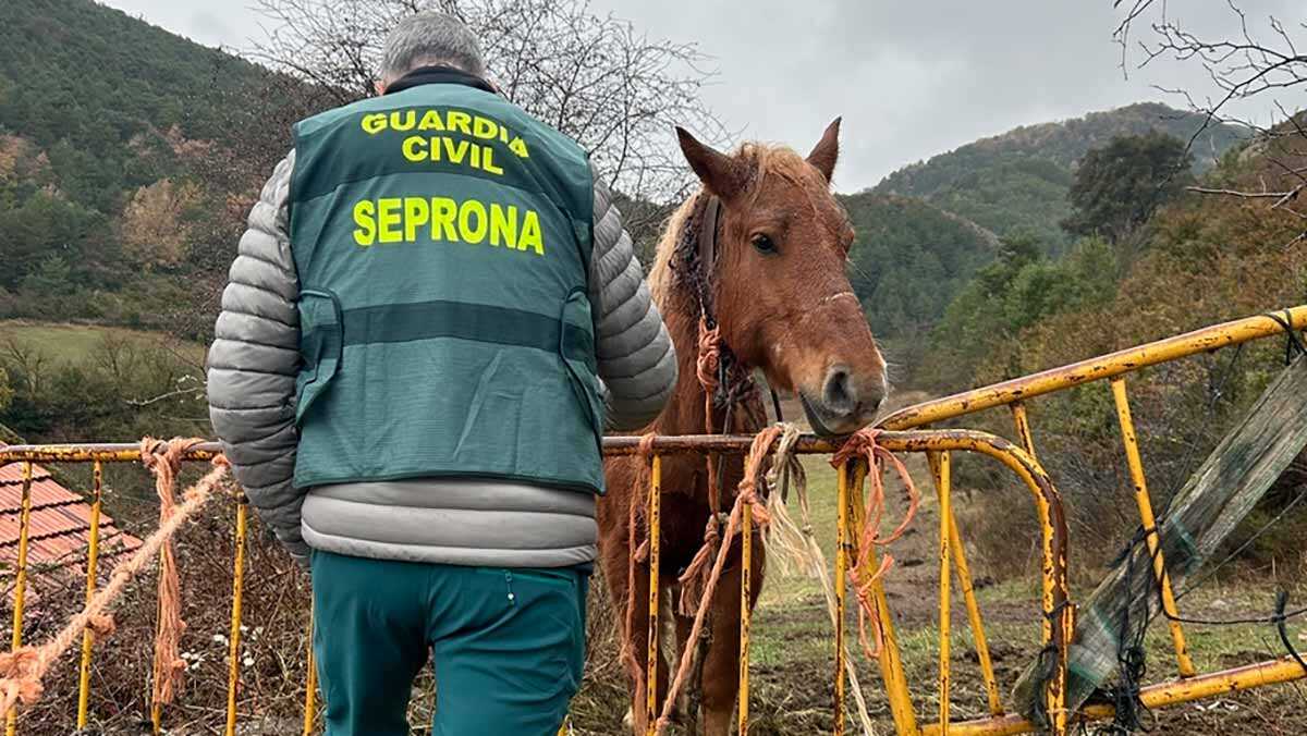 El Seprona de Huesca descubrió a la yegua herida en la Jacetania tras una denuncia anónima a la Guardia Civil.