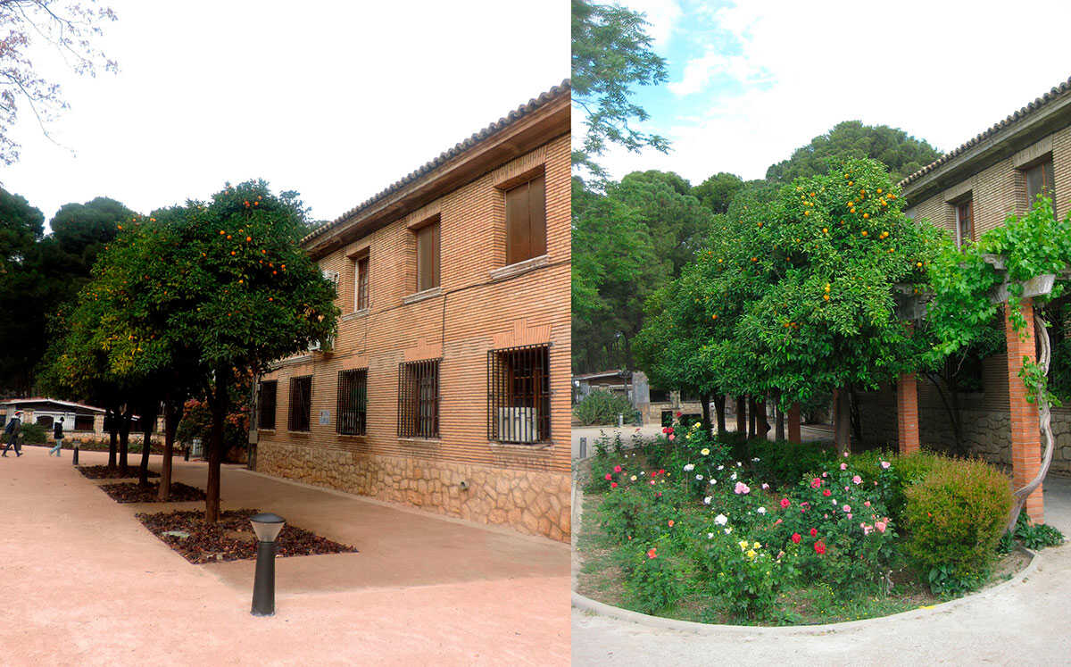 Comparativa actual y desaparecida. La pérgola cubierta de vegetación adosada al edificio destinado a la Dirección de Parques y Jardines, así como las jardineras anexas y los rosales arrasados tras la remodelación del Jardín Botánico. 
Fotografías cedidas para Anteayer Fotográfico Zaragozano. De izquierda a derecha y de arriba abajo: Manuel Ordóñez. 03/01/2026. José Luis Garde, trepando por la pérgola, viña, Vitis vinifera. 07/08/2013. Manuel Ordóñez Gracia. 03/01/2026 José Luis Garde, naranjo amargo, Citrus aurantium. 20/05/2012
