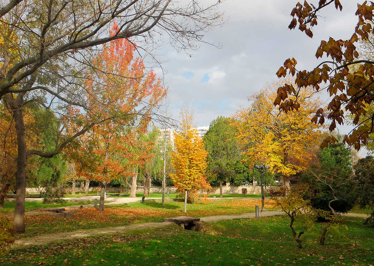 Durante los cambios de estación el Jardín Botánico mudaba su belleza para mostrarnos una nueva cara, sin duda más romántica que la que hoy nos ofrece. Liquidámbar. Liquidambar styraciflua. Desaparecida.
José Luis Garde—Parques de Zaragoza para Anteayer Fotográfico Zaragozano
