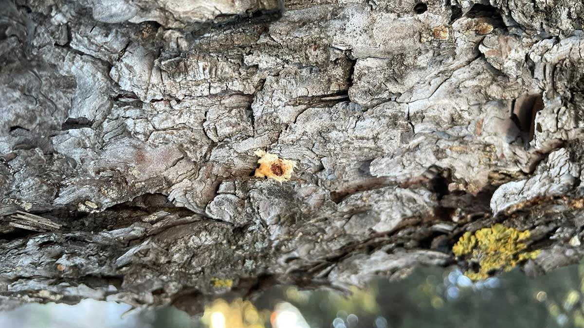 larvas-pinos-zaragoza-2