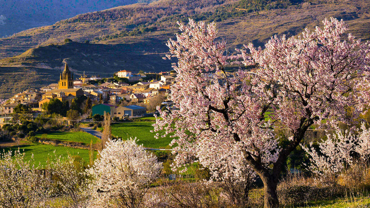 loarre-floracion-almendro-huesca