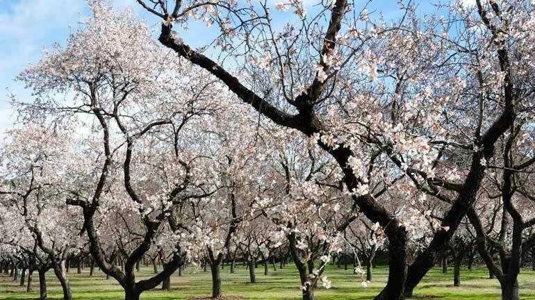 En Aragón hay muchos lugares en los que admirar la floración en todo su esplendor