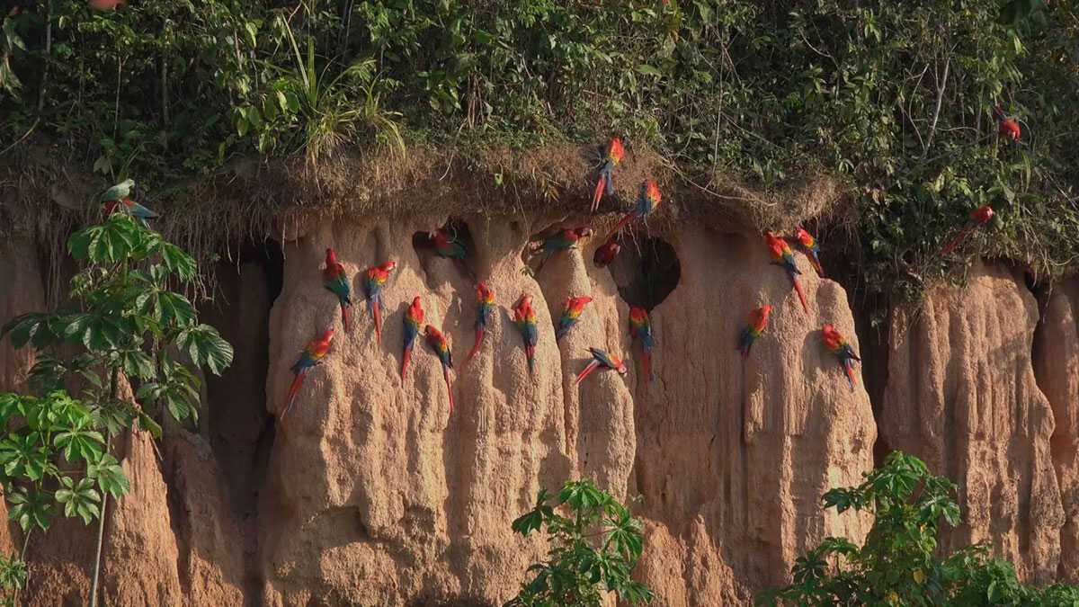 GUACAMAYOS