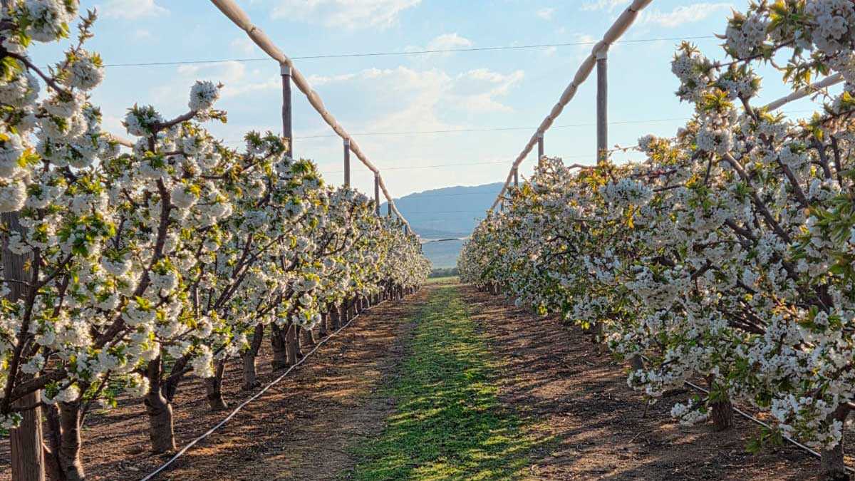 cerezos-ricla-100%-de-floración