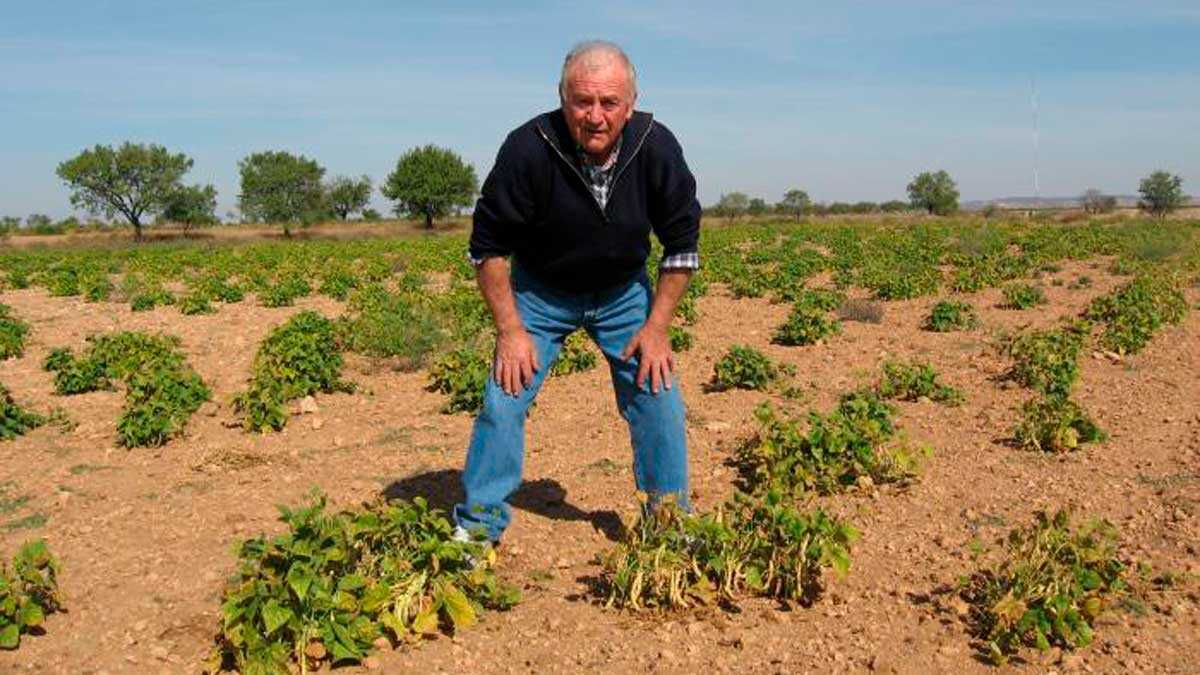 judia-blanca-muniesa-cultivo